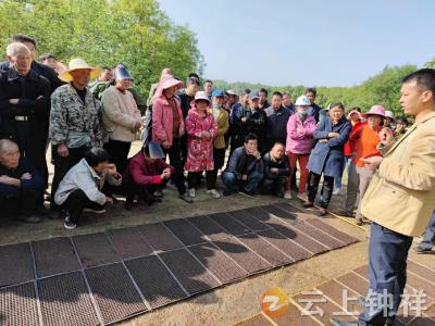基质片育秧，钟祥市张集镇泉水河村加快水稻机械化种植水平