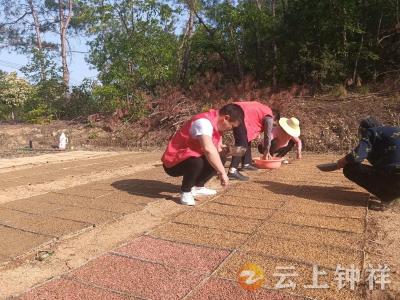 张集镇竹林岗村：播撒谷种春耕忙  为民办事党员上