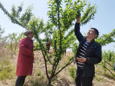 人工蔬果，无公害种植，钟祥市张集镇宗湾村果农保品质促增收
