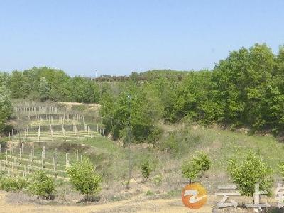 张集镇竹林岗村：“小茶果”撑起“大产业”  带动全村近半农户增收