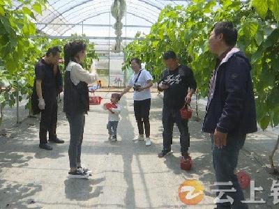 钟祥：桑葚初挂果 采摘正当时
