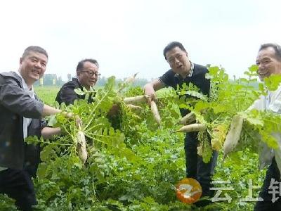 红色文艺轻骑兵：欢乐加倍拔萝卜 田间采风促振兴