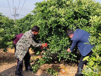 钟祥市张集镇：2万亩柑橘管护忙