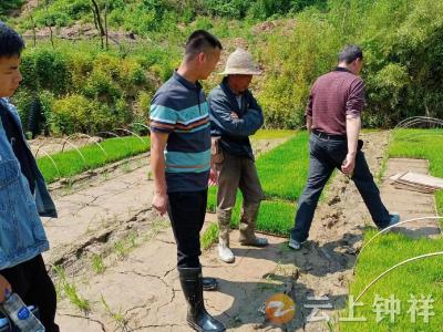 秧苗“生病”让人愁 “格格”为民解烦忧
