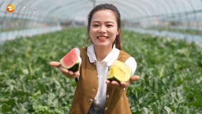 官庄湖的西瓜熟啦！