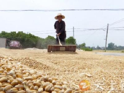 农行钟祥支行一揽子金融服务助力钟祥夏粮“收满仓”