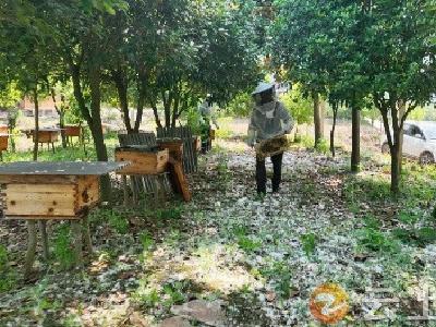 钟祥市东桥镇三星村：春蜜喜“蜂收” 致富有奔头
