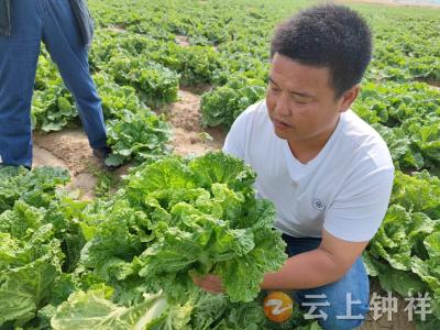 “白菜”纳福！ 钟祥市洋梓镇富佳蔬菜合作社白菜俏销