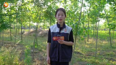《橙子说事儿》又到柳絮纷飞季！你知道要注意些什么吗？