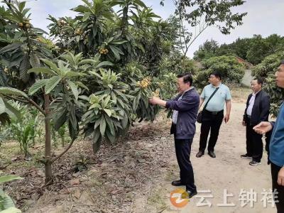 沈巷枇杷滞销 市总工会出手相助