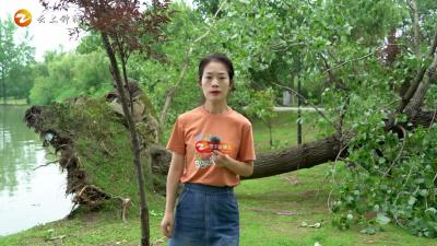 《橙子说事儿》暴雨后的最美身影
