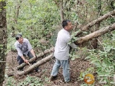 刘畈村：防治松线虫 我们在行动