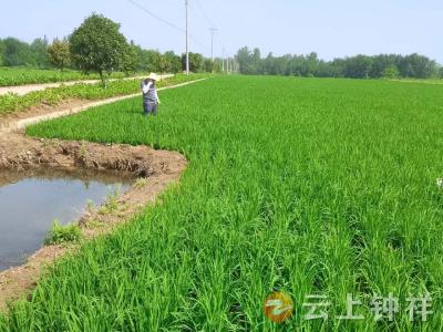 钟祥市农业农村局：水稻病虫近期不同程度发生  科学防治是关键