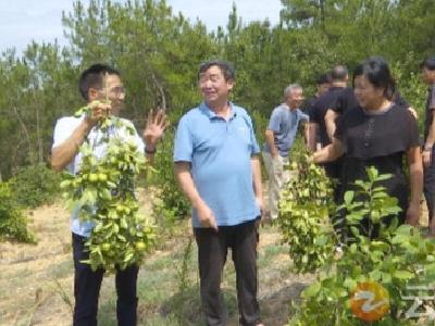 专家送技术进村 助推钟祥油茶产业发展