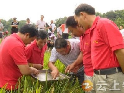 钟祥市农业农村局：精准防治病虫害  确保水稻增产增收