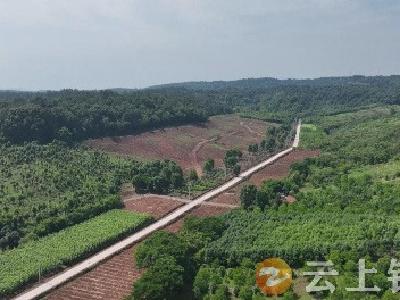 钟祥：做强林业经济全产业链 让资源优势变经济优势