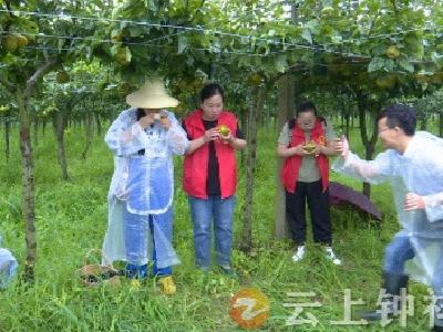直播带货助“梨”出圈
