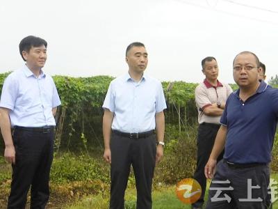 【下基层察民情解民忧暖民心】钟祥市政协一线协商助推全市中药材产业发展