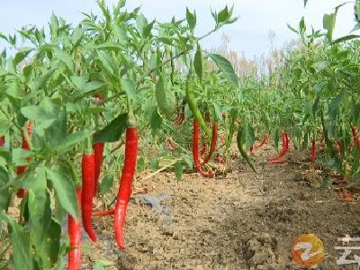 “椒”急万分   新联会助农拓销路