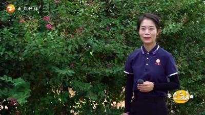 《长寿之乡寻美食》9月桃飘香，采摘正当时！