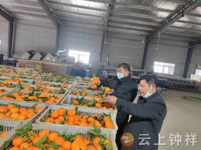 钟祥市张集镇：满山橘红采收时 果农客商喜开颜