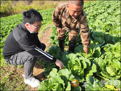 大山白菜喜丰收 “百财”进家助富农