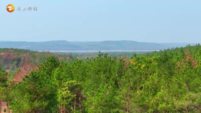 让绿色拥抱大地，让火源远离森林！