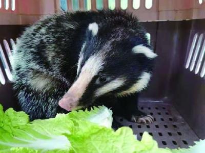 野生猪獾溜进钟祥居民小区“做客”