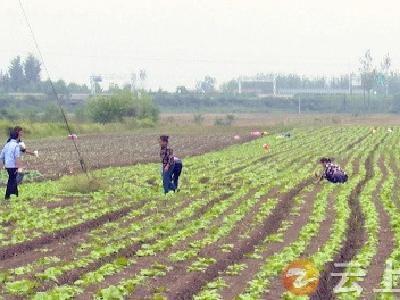 寒潮来袭！这份农作物防寒防冻指南请收下