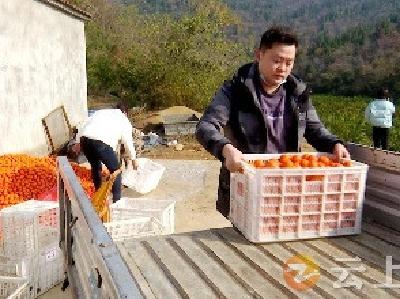 糖橘滞销果农愁  媒体牵线销路畅