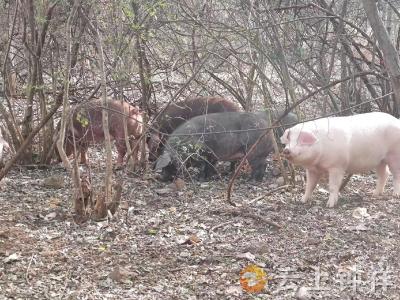 风餐露宿“跑山猪” 又成当下抢手货