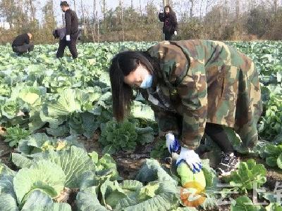 不让蔬菜烂在田里  爱心企业上门采收