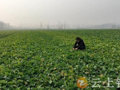 省农技专家到钟祥市田间地头指导粮油作物如何安全越冬