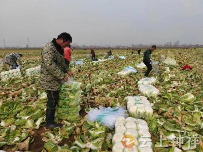 洋梓镇富佳蔬菜种植合作社为市场供应卷心白300万斤