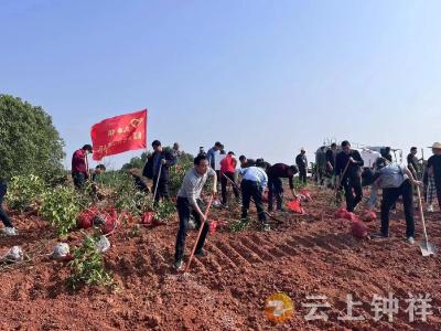 长寿镇：植树添新绿 满目尽是春