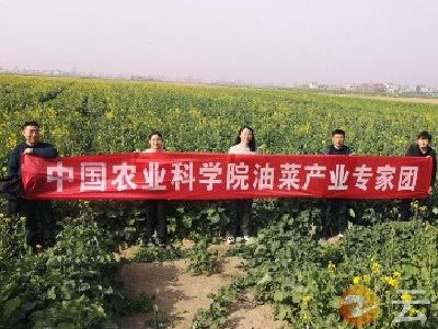 专家上门指导 为油菜产业增添科技支撑
