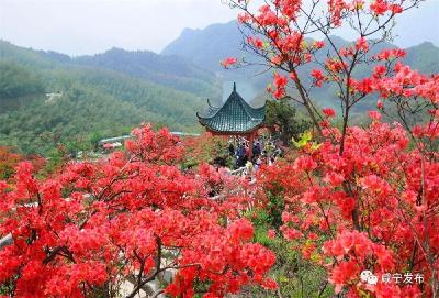 通山：漫山杜鹃“带红”乡村游  #这里是湖北# 