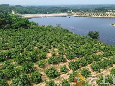 张集镇徐家湾村：千亩橘花齐开放乡村振兴新希望