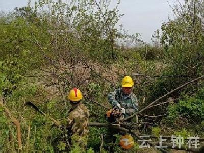 东桥镇金店村：清理树枝除隐患 群众安全有保障