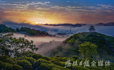 刚刚宣布：恩施硒茶，全球推广！  #这里是湖北# 