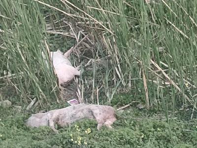 柴湖镇：妥善处理病死猪 守护碧水清流