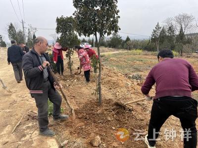 东桥镇永隆村：绿动春天 树你最美