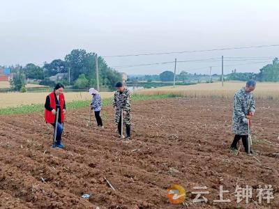 “格格”暖心解民忧 花生地里展身手