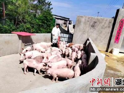 钟祥爱心养殖场优价包揽全村“发芽麦”