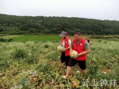 长寿镇杨畈村 村民“卖瓜难”格格助力来帮助
