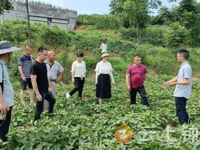 王岭村开展红薯优质高效生产技术培训会