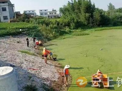 旧口镇：清理浮萍水草 打好河道“保卫战”