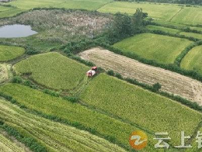 钟祥市100多万亩水稻收割过半 丰收在望