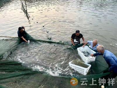 东桥镇马岭村：盘活自然资源 助力乡村振兴