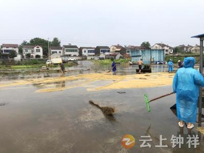 胡集镇丽阳社区：雨中抢收稻谷 邻里相助暖心